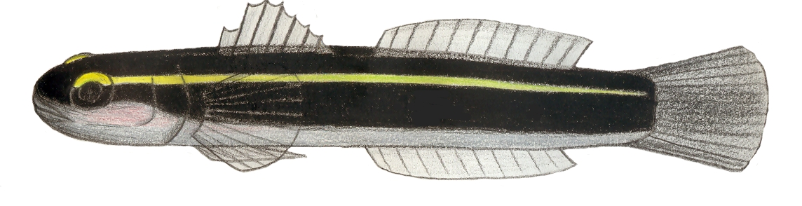 Yellowline Goby (Elacatinus horsti) |commons:File:Elacatinus horsti.JPG