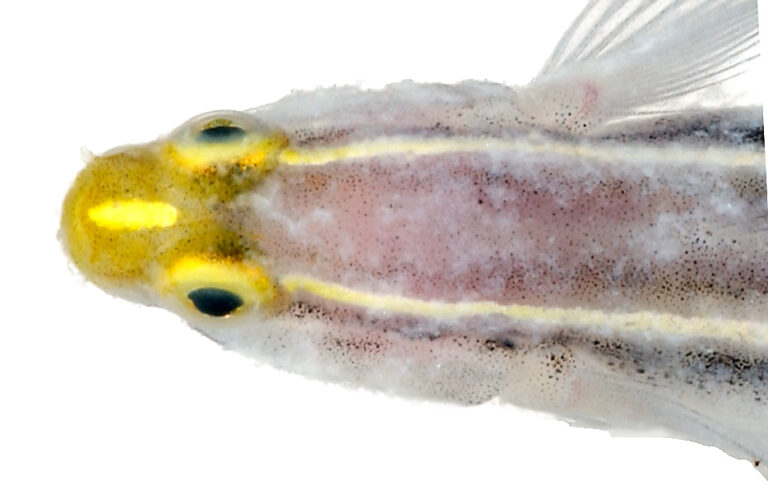 Yellowprow Goby (Elacatinus xanthiprora) |commons:File:Elacatinus xanthiprora, Head (Yellowprow Goby) (2848430743).jpg