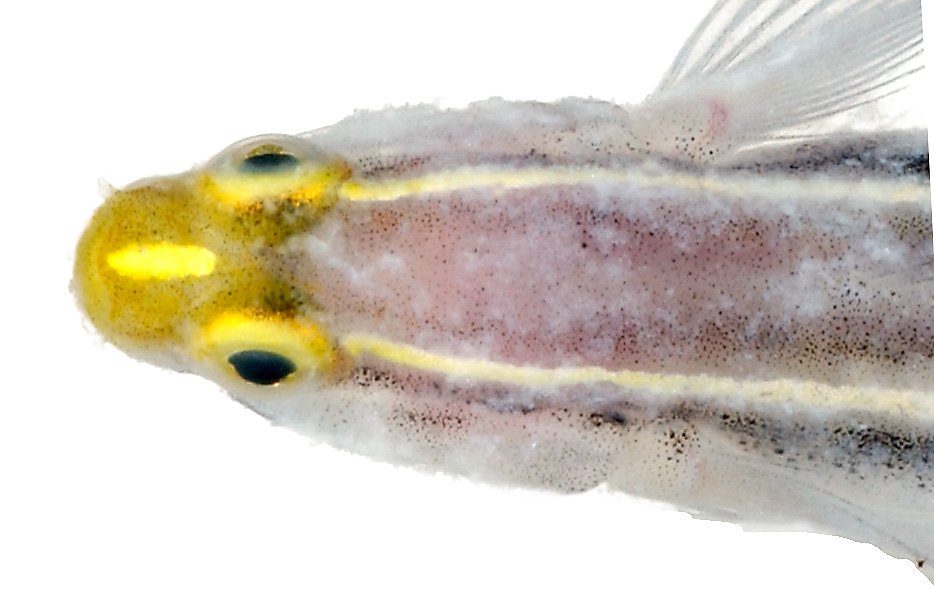 Yellowprow Goby (Elacatinus xanthiprora) |commons:File:Elacatinus xanthiprora, Head (Yellowprow Goby) (2848430743).jpg