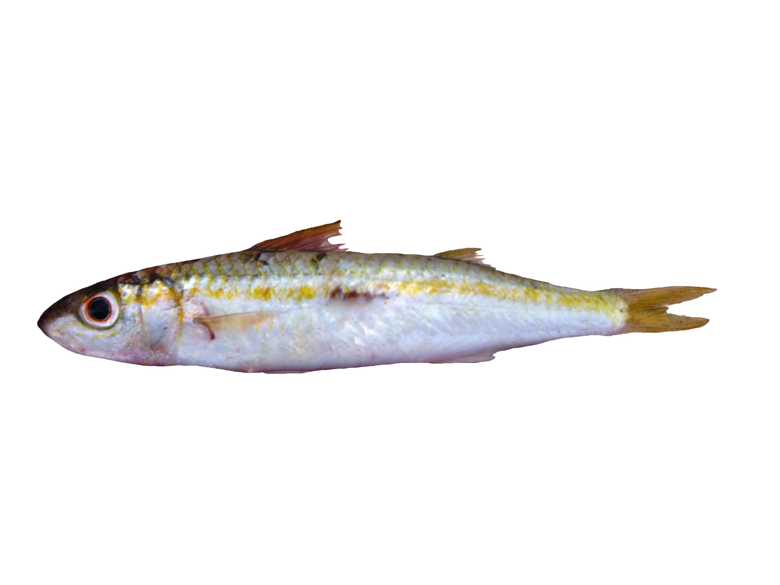 yellowstripe goatfish (Mulloidichthys flavolineatus) |commons:File:Capucin à bande jaune (Mulloidichthys flavolineatus) (Ifremer 00764-87583).jpg