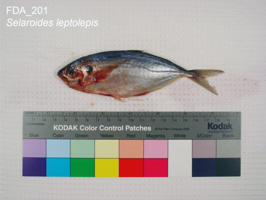 Yellowstripe Scad (Selaroides leptolepis) |commons:File:Selaroides leptolepis (FDA 201).jpg