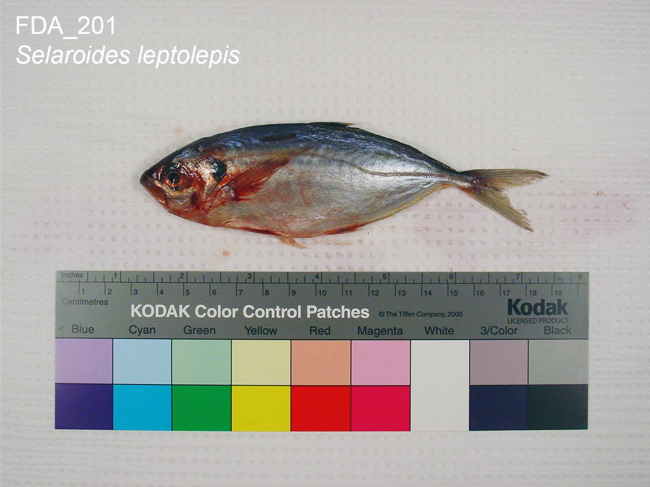 Yellowstripe Scad (Selaroides leptolepis) |commons:File:Selaroides leptolepis (FDA 201).jpg