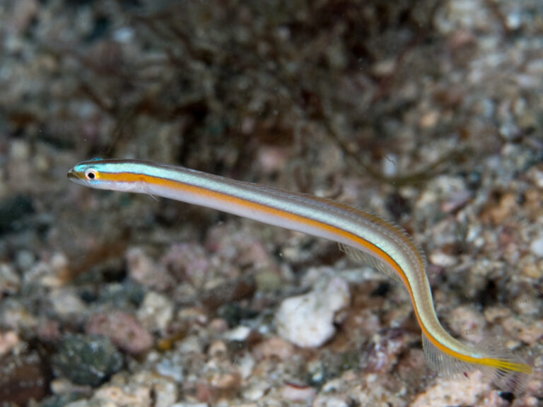 Yellowstripe Wormfish (Gunnellichthys viridescens) |commons:File:Yellowstripe wormfish (Gunnellichthys viridescens).jpg