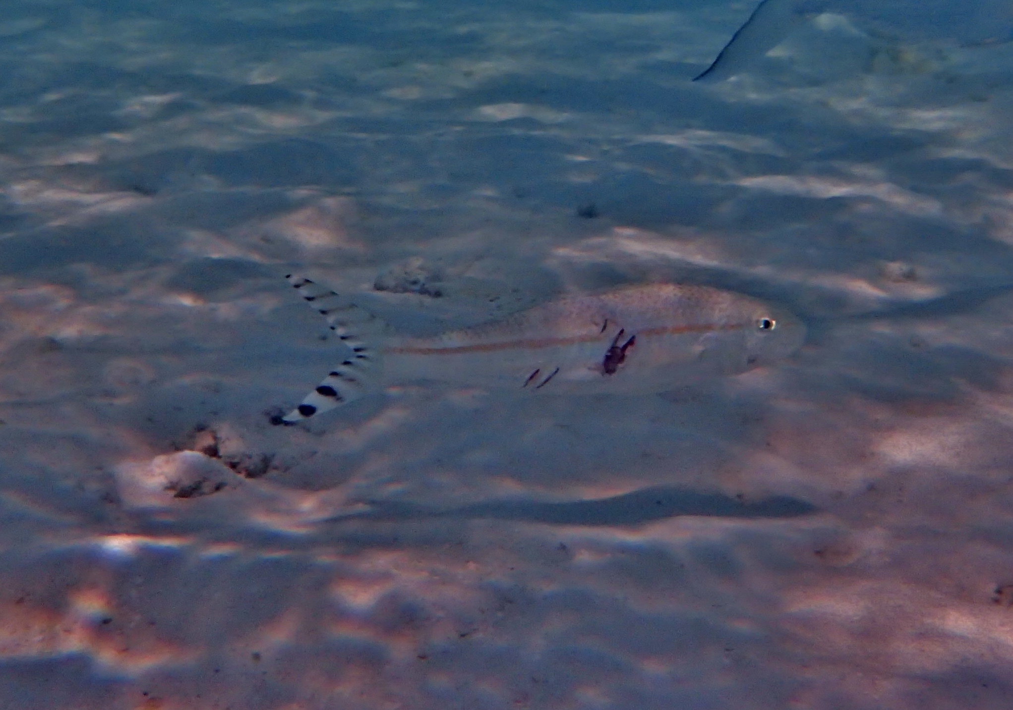 Yellowstriped Goatfish (Upeneus vittatus) |commons:File:Upeneus vittatus.JPG