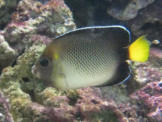Yellowtail Angelfish (Apolemichthys xanthurus) |commons:File:Apolemichthys xanthurus.JPG