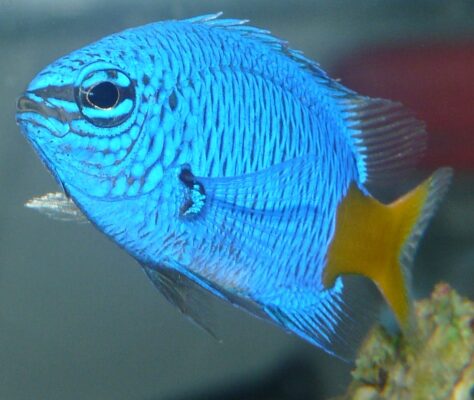 Yellowtail Damsel (Chrysiptera parasema) |commons:File:Chrysiptera parasema.JPG