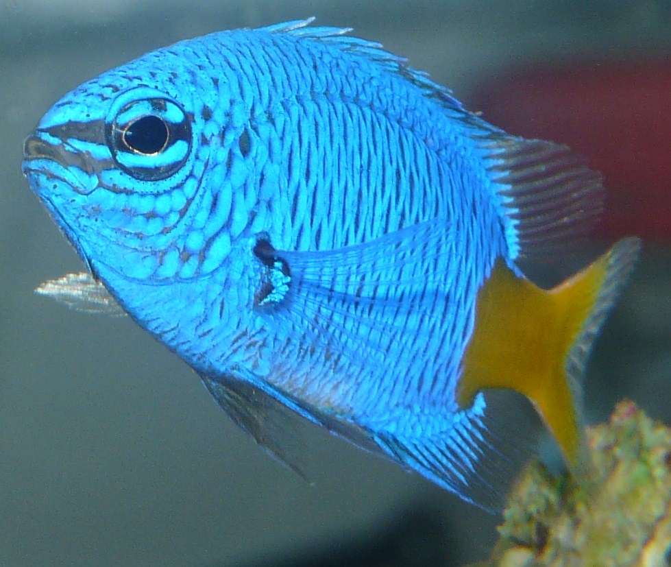 Yellowtail Damsel (Chrysiptera parasema) |commons:File:Chrysiptera parasema.JPG