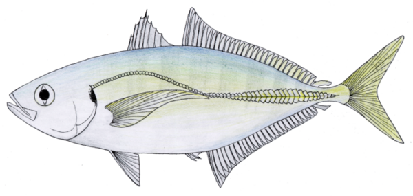 Yellowtail Scad (Atule mate) |commons:File:Atule mate.png