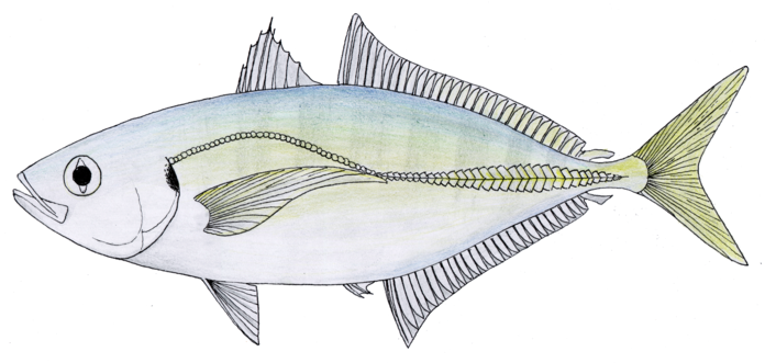 Yellowtail Scad (Atule mate) |commons:File:Atule mate.png