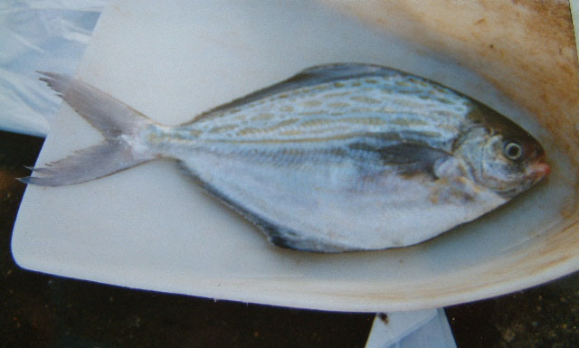 yildiz baligi (Stromateus fiatola) |commons:File:Stromateus fiatola.jpg