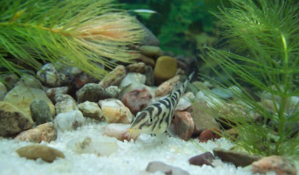 Yo-Yo Loach (Botia almorhae) |commons:File:Botia almorhae.jpg