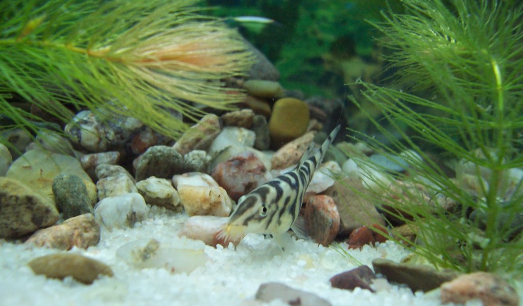 Yo-Yo Loach (Botia almorhae) |commons:File:Botia almorhae.jpg
