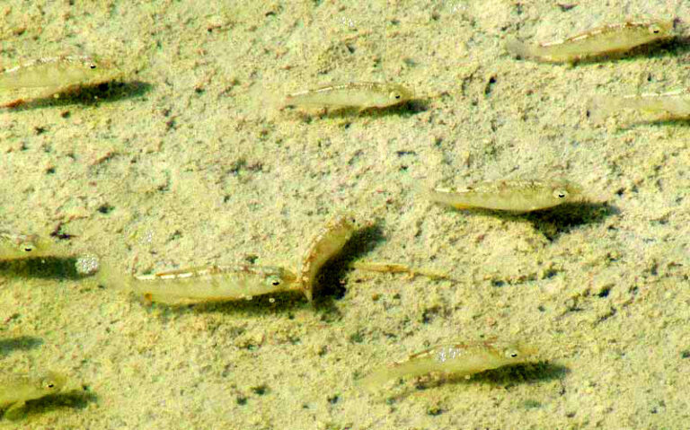 Yucatan pupfish (Cyprinodon artifrons) |commons:File:Cyprinodon artifrons.jpg