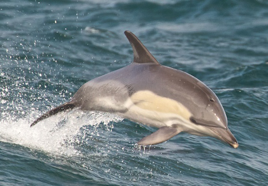 Yunus Delphinus delphis