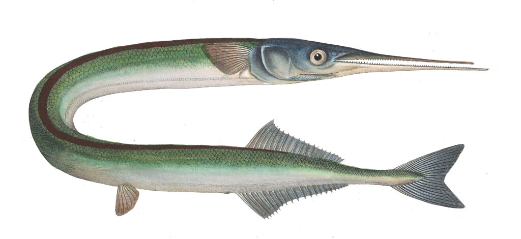 Zargana Belone belone