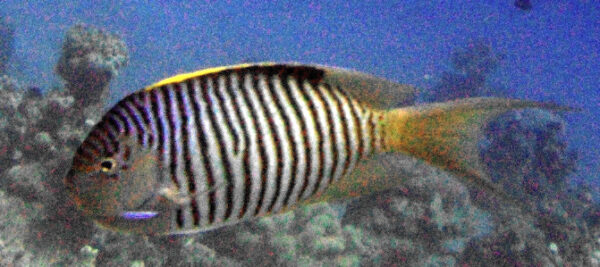 Zebra Angelfish (Genicanthus caudovittatus) |commons:File:Genicanthus caudovittatus, Egipto.jpg