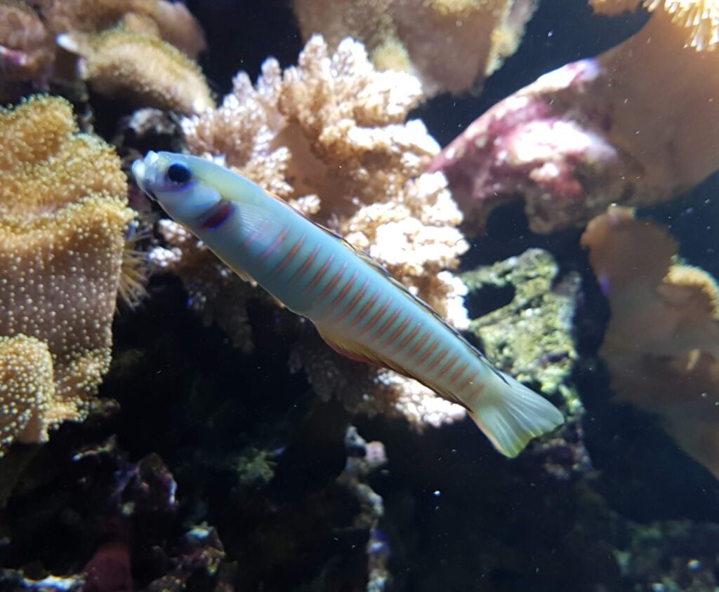 Zebra Barred Dartfish (Ptereleotris zebra) |commons:File:Chinese zebra goby (Ptereleotris zebra).jpg