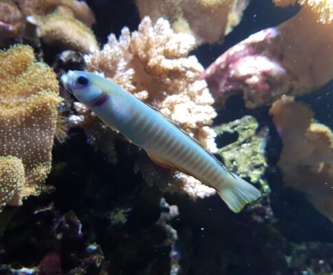 Zebra Barred Dartfish (Ptereleotris zebra) |commons:File:Chinese zebra goby (Ptereleotris zebra).jpg