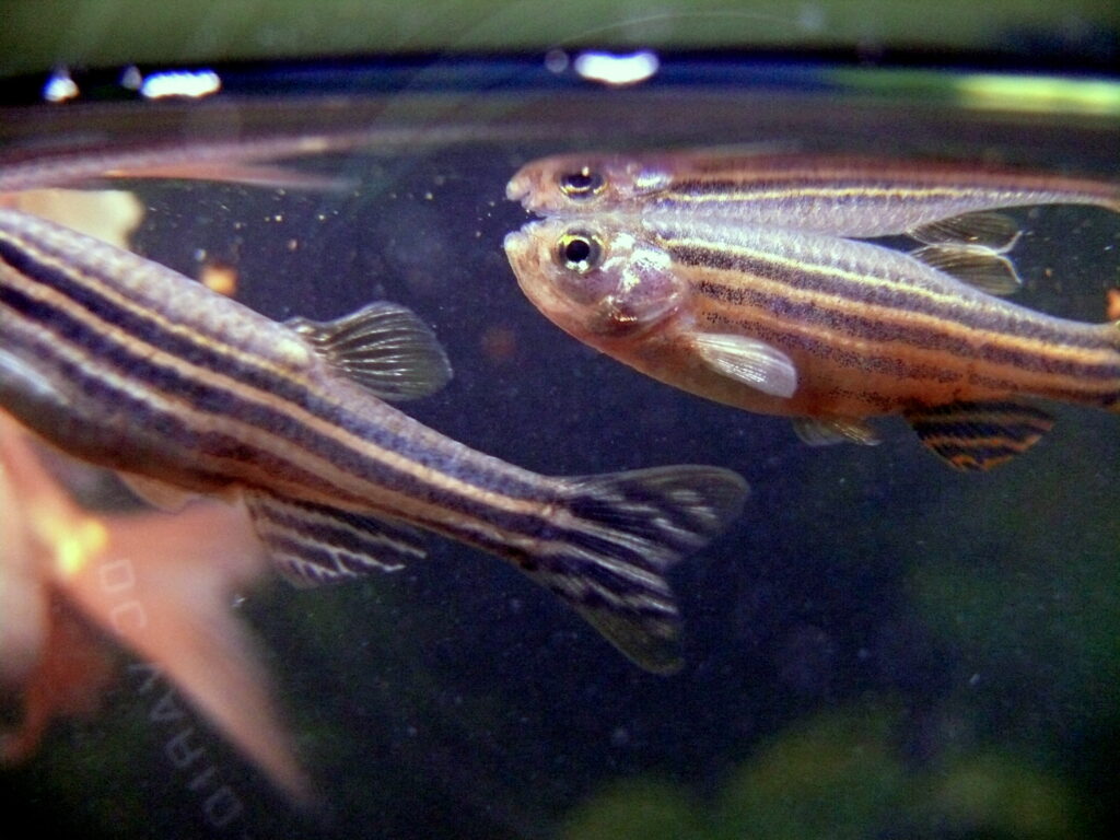 Zebra Danio (Danio rerio) |commons:File:Danio rerio.JPG