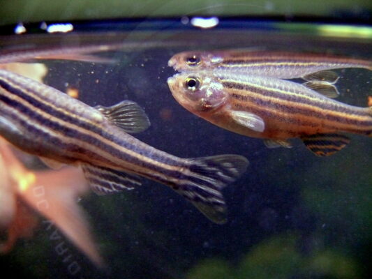 Zebra Danio (Danio rerio) |commons:File:Danio rerio.JPG