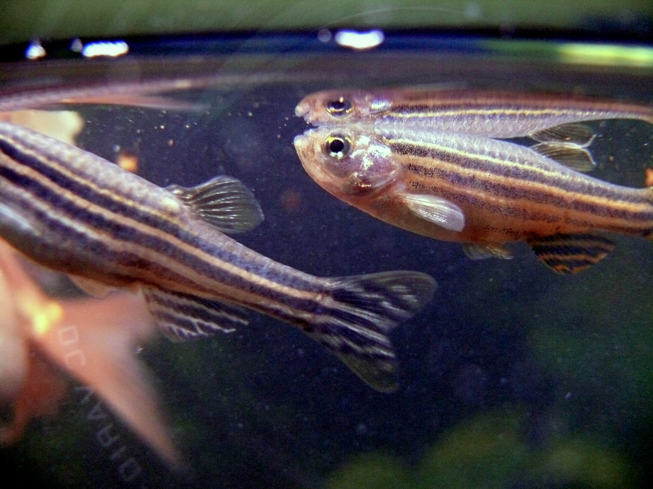 Zebra Danio (Danio rerio) |commons:File:Danio rerio.JPG