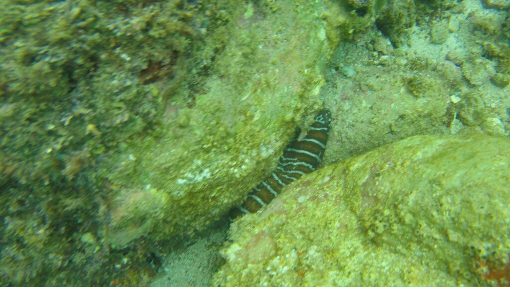 Zebra Eel Gymnomuraena zebra