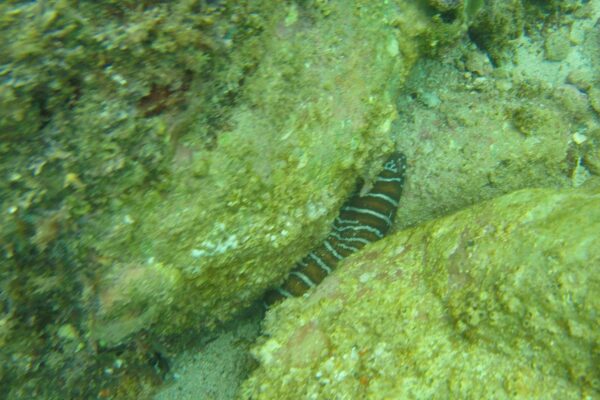 Zebra Eel Gymnomuraena zebra