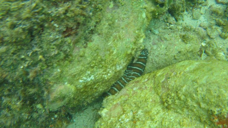 Zebra Eel Gymnomuraena zebra