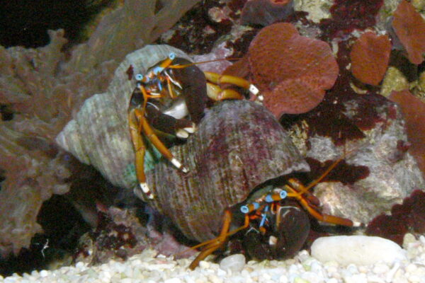 Zebra Hermit Yengeci Calcinus laevimanus