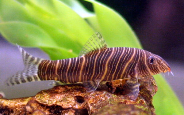 Zebra Loach (Botia striata) |commons:File:Botia striata.jpg