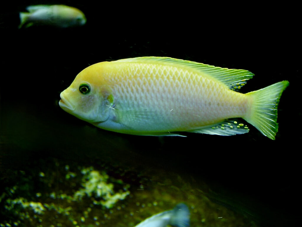 Zebra Mbuna (Maylandia zebra) |commons:File:Cichlidae Maylandia zebra 2.jpg