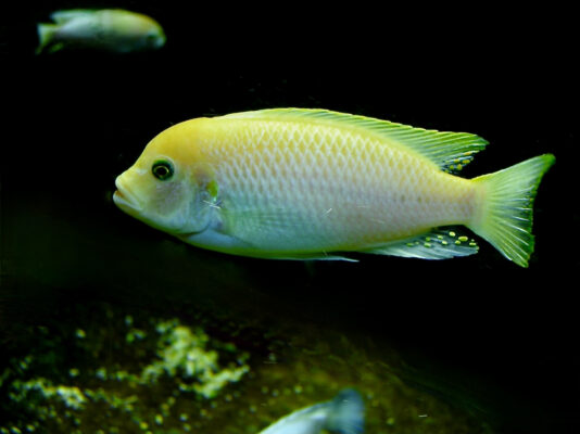Zebra Mbuna (Maylandia zebra) |commons:File:Cichlidae Maylandia zebra 2.jpg
