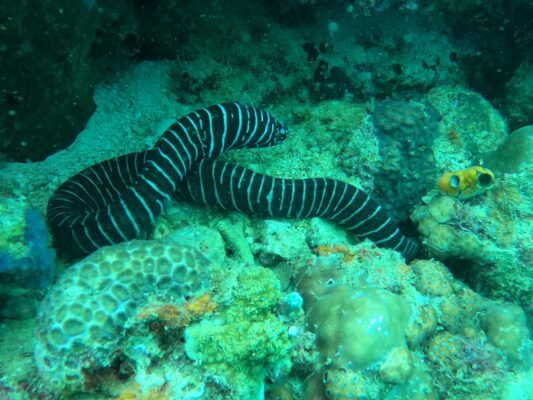Zebra Moray Eel (Gymnomuraena zebra) |commons:File:Gymnomuraena zebra 114821430.jpg