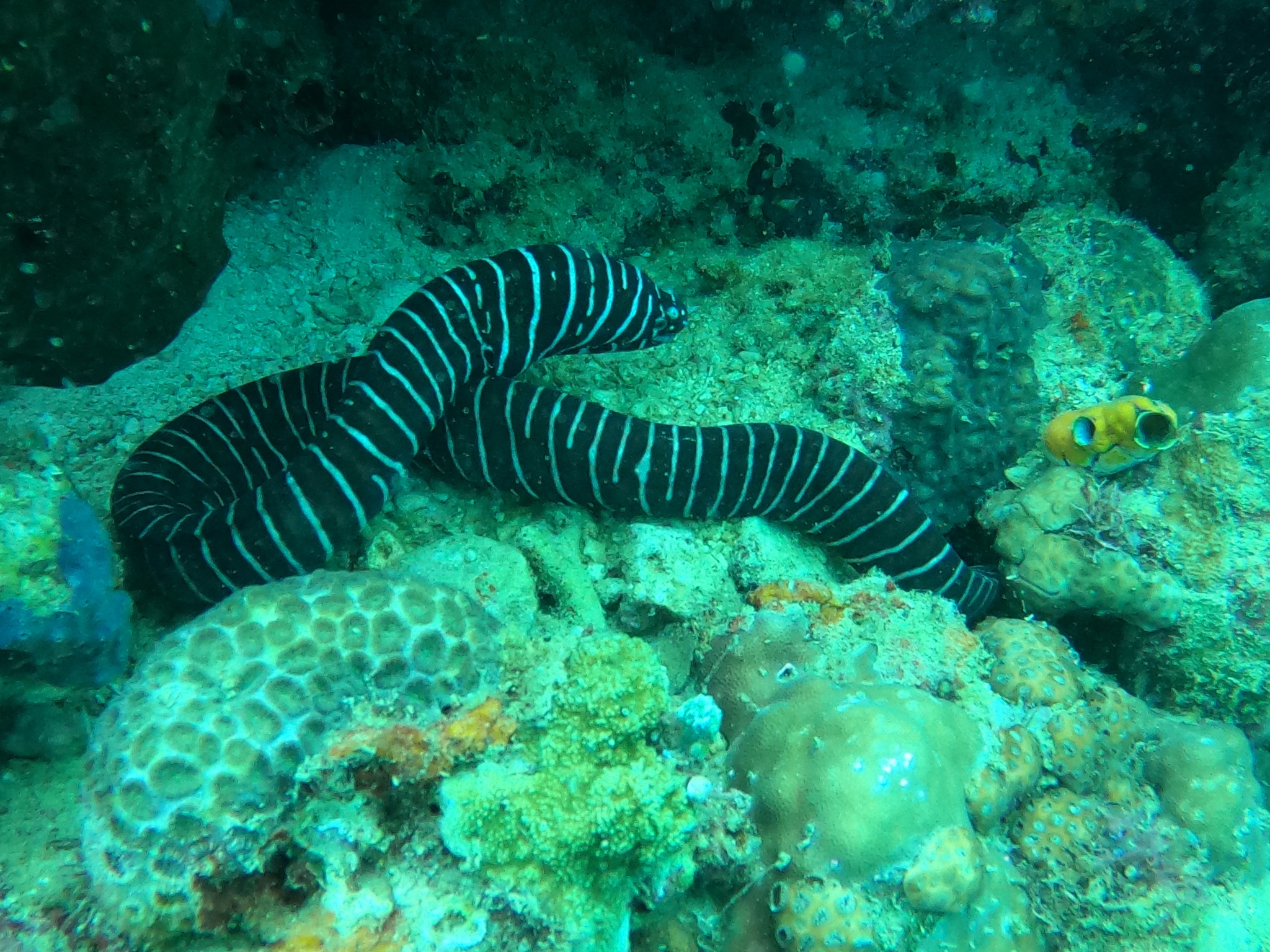 Zebra Moray Eel (Gymnomuraena zebra) |commons:File:Gymnomuraena zebra 114821430.jpg