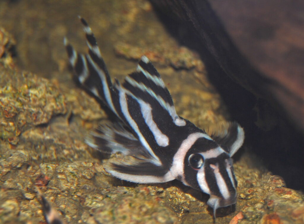Zebra Pleco (Hypancistrus zebra) |commons:File:Hypancistrus zebra4305.jpg