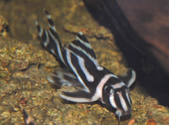 Zebra Pleco (Hypancistrus zebra) |commons:File:Hypancistrus zebra4305.jpg