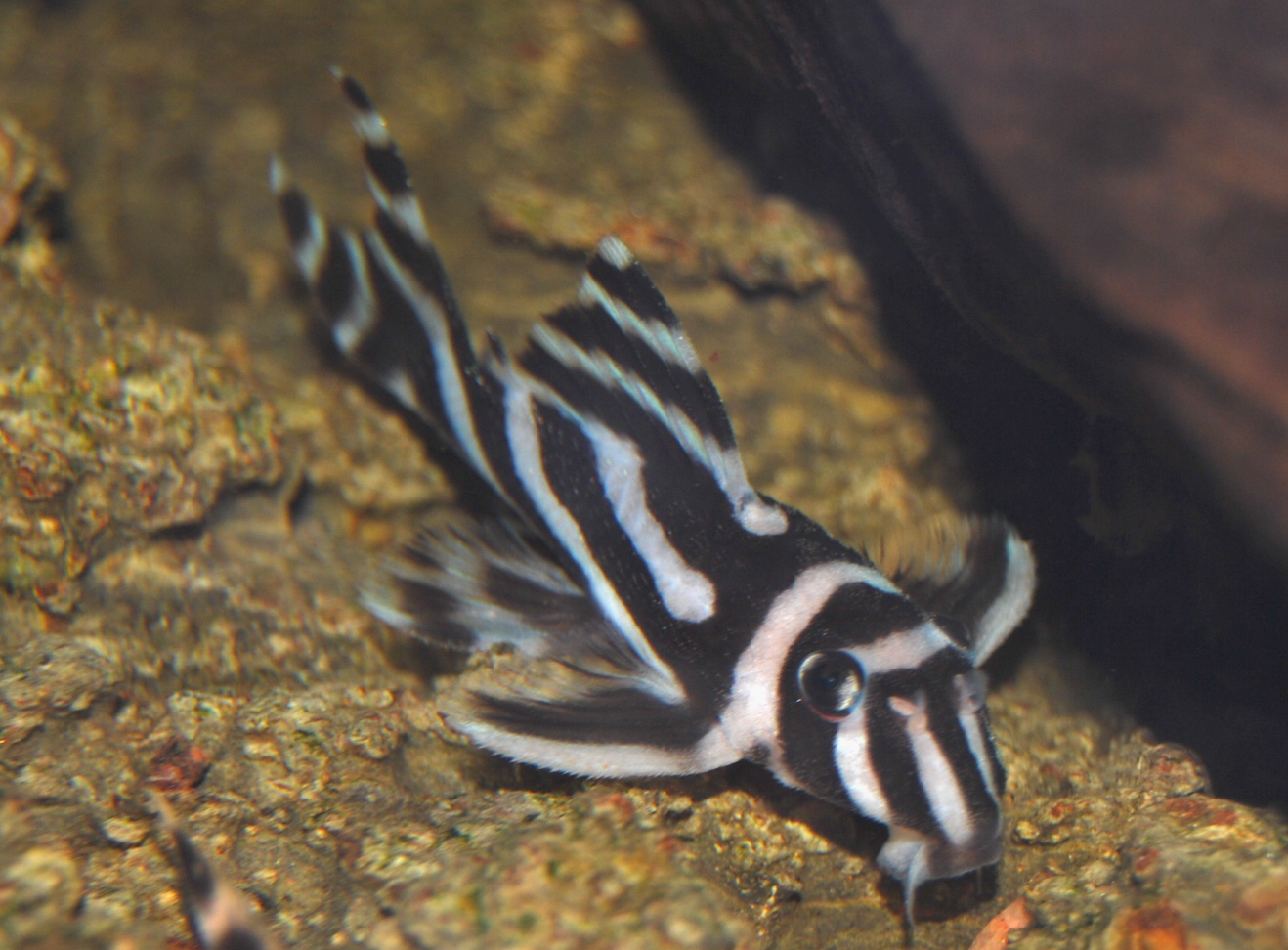 Zebra Pleco (Hypancistrus zebra) |commons:File:Hypancistrus zebra4305.jpg