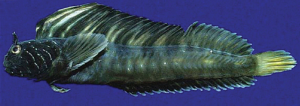 Zebraface Blenny (Coralliozetus micropes) |commons:File:Coralliozetus micropes.png