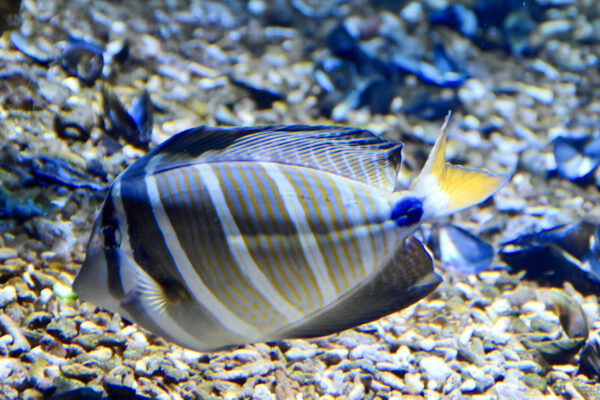 Zebrasoma velifer (Zebrasoma velifer) |commons:File:Acanthuridae Zebrasoma veliferum 1.jpg