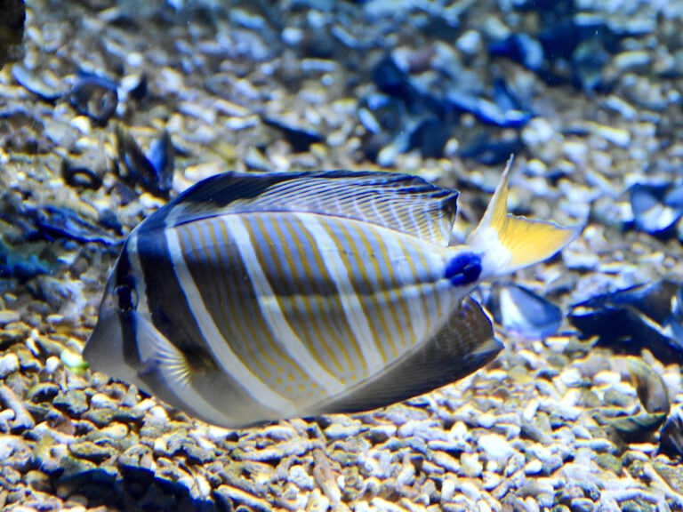 Zebrasoma velifer (Zebrasoma velifer) |commons:File:Acanthuridae Zebrasoma veliferum 1.jpg