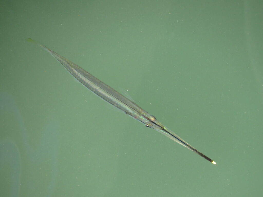 Zenarchopterus buffonis (Zenarchopterus buffonis) |commons:File:Zenarchopterus buffonis 28954374.jpg