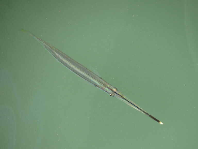 Zenarchopterus buffonis (Zenarchopterus buffonis) |commons:File:Zenarchopterus buffonis 28954374.jpg