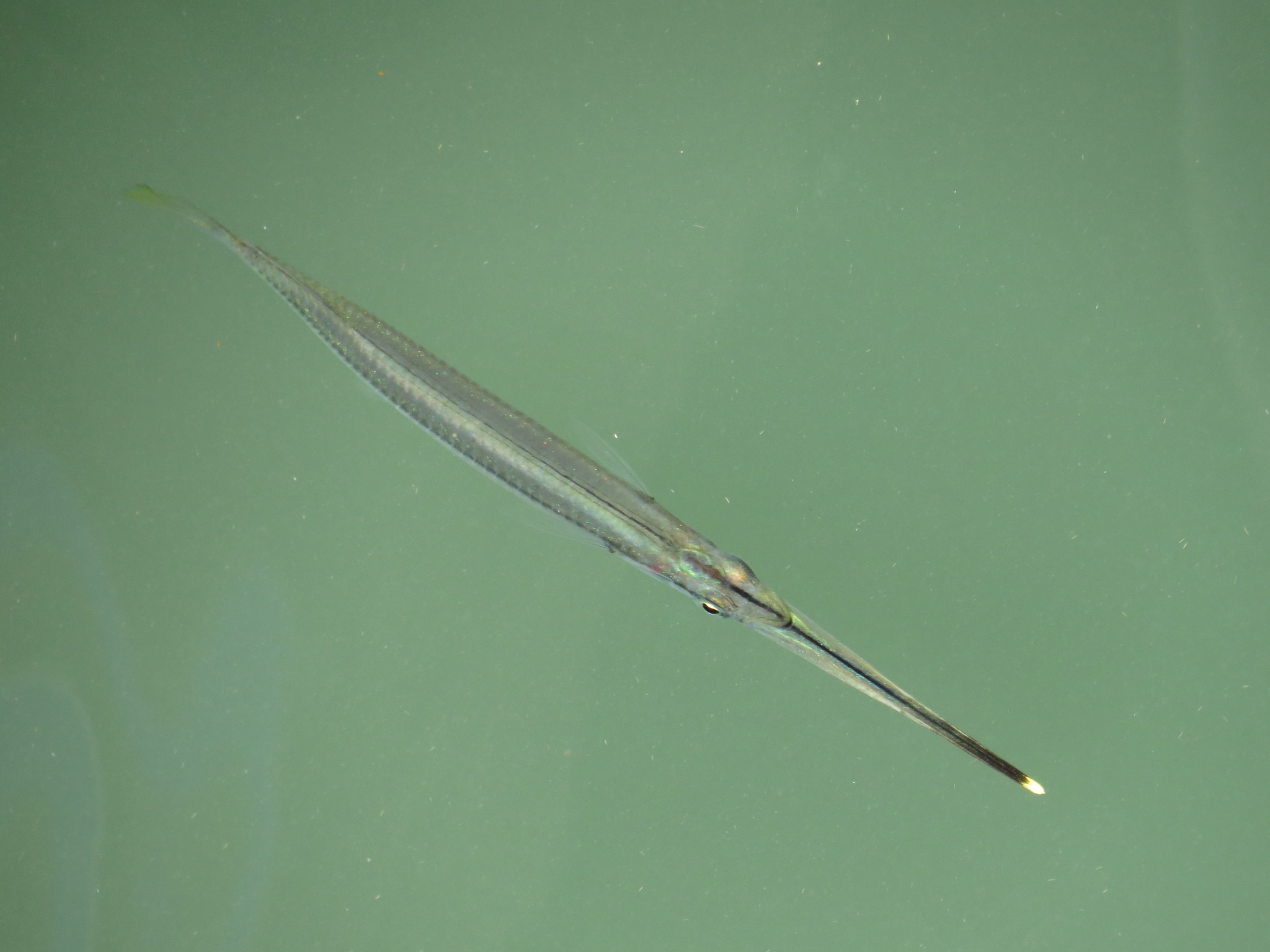 Zenarchopterus buffonis (Zenarchopterus buffonis) |commons:File:Zenarchopterus buffonis 28954374.jpg