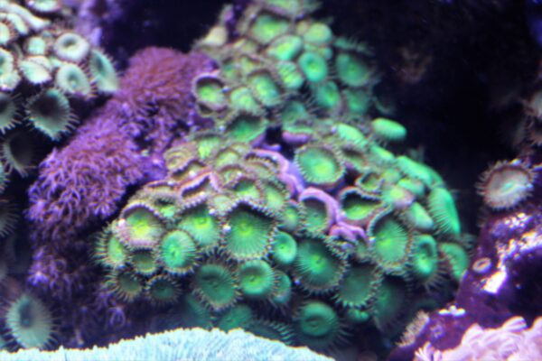 Zoanthid Colony Zoanthus sociatus