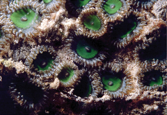 Zoanthus Sansibaricus (Zoanthus sansibaricus) |commons:File:Zoanthus sansibaricus.jpg