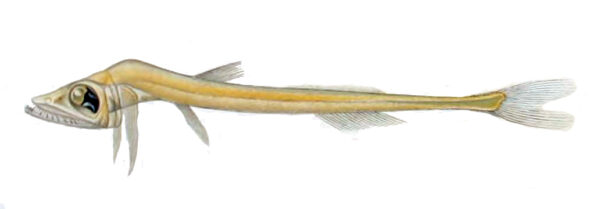 Zugmayer's Pearleye (Benthalbella infans) |commons:File:Benthalbella infans.jpg