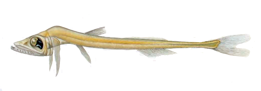 Zugmayer's Pearleye (Benthalbella infans) |commons:File:Benthalbella infans.jpg