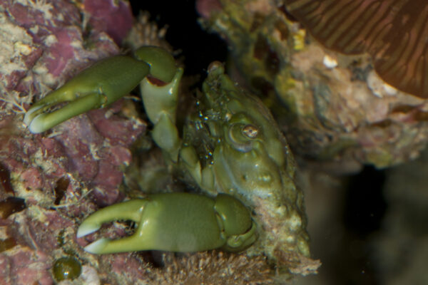 Zümrüt Yengeci Mithraculus sculptus